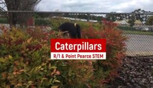 R/1 STEM | Caterpillar Movies