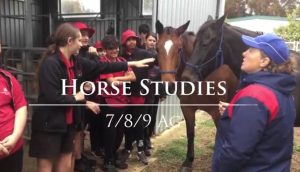 Horse Studies