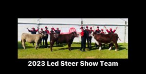 Royal Adelaide Show | Steers Update